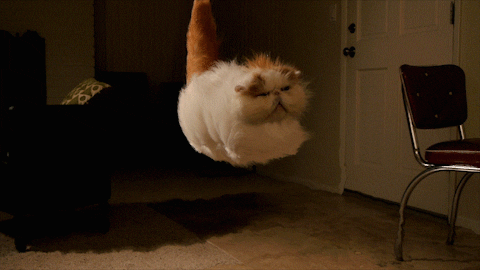 Flying Cats Gif