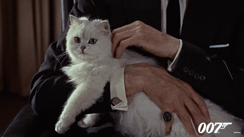 James-bond-cat GIFs - Get the best GIF on GIPHY