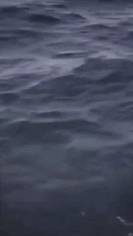 Tuimeme GIF