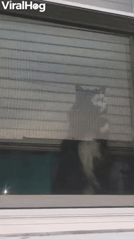 Jealous Kitty Uses Rapid Paws On Window GIF by ViralHog