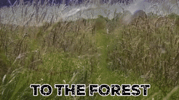 To The Forest GIF by B-Astre