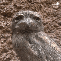 Rainy Day Seriously GIF by Zoo Berlin