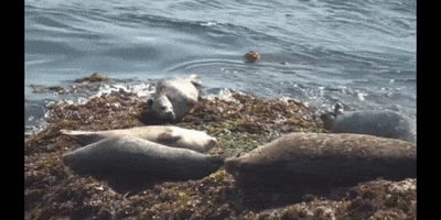 Tired Sea Lions GIF by DIIMSA Stock