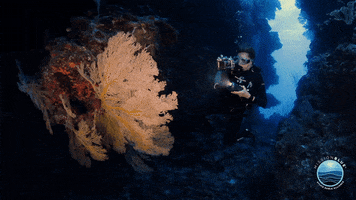 MissionBlue diving scuba coral reef underwater photography GIF