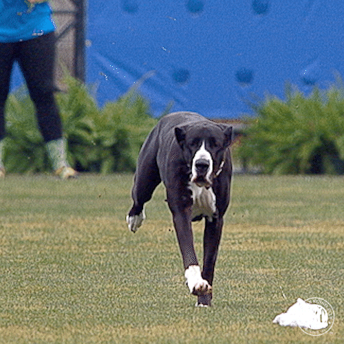 Great Dane Running GIF by American Kennel Club