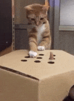 cat box GIF