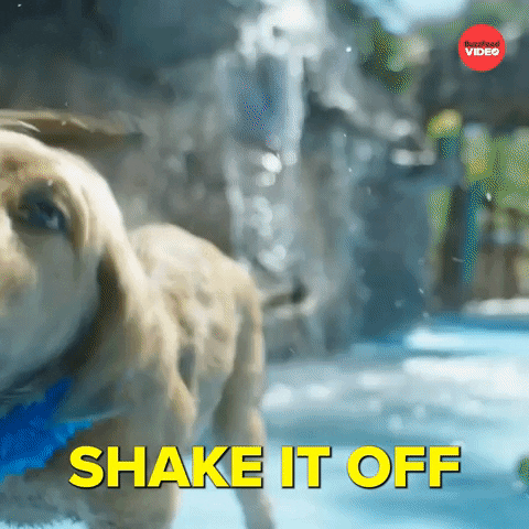 Shake It Off Wet Dog GIF by BuzzFeed