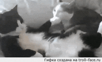 cat guess GIF