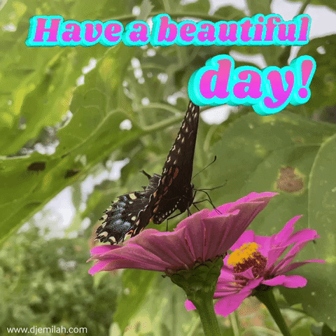 Video gif. Closeup of a black butterfly with white and red accents resting on a bright pink flower. Text sways from side to side, "Have a beautiful day!'