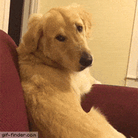 Finder GIFs - Get the best GIF on GIPHY Finder GIFs - Get the best GIF on GIPHY