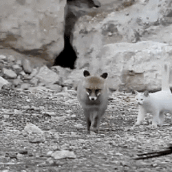 Les Renards Mangent Ils Les Chats La Ruse Du Renard