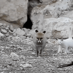 renard-et-chat