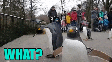 zoo what GIF by Basel