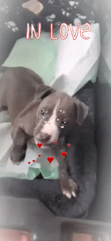 Puppy Love Animals Cute Puppies Second Chance Rescue Nyc GIF by NYC Second Chance Rescue