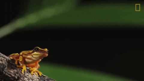 GIF by Nat Geo Wild - Find & Share on GIPHY
