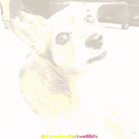 Happy Dog GIF