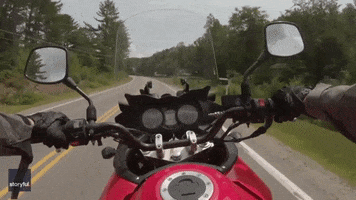 Deer Motorcyclist GIF by Storyful