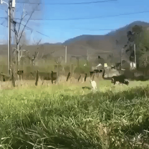 Video gif. Baby goat prances toward us in a grassy field, then pauses when it reaches us and licks its lips.