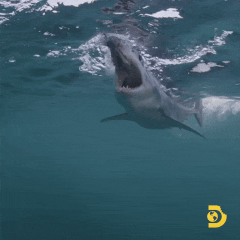 Angry Summer GIF by Shark Week