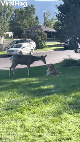 Deer And Dog Boop Snoots On Lawn GIF by ViralHog