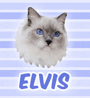 Cat Elvis GIF