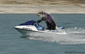 surfing or jetski