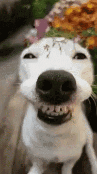 Dog-smiling GIFs - Get the best GIF on GIPHY