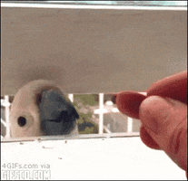 seed parrots GIF