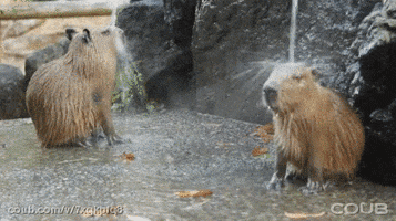 200.gif
