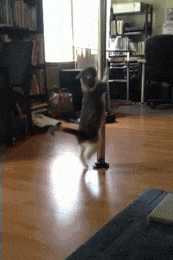 Stripper-cat GIFs - Get the best GIF on GIPHY