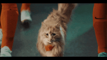 Cat Louis GIF by KPN