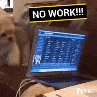 Dog Reaction GIF by Tikivideo