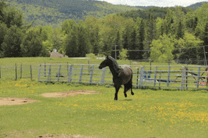 Horse GIF