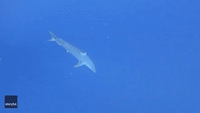 Diver Encounters Rare Mako Shark