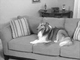 Dog GIF