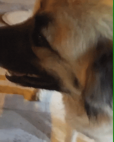 Dog Pets GIF
