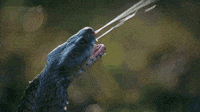 200w.gif