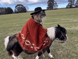 Cat Meme GIF