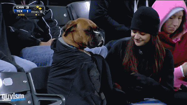 Boxer Warming GIF - Find & Share on GIPHY