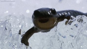 siberian salamander x GIF by Head Like an Orange