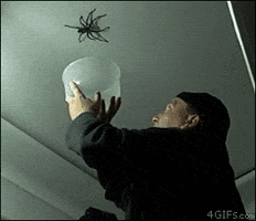 spider falls GIF