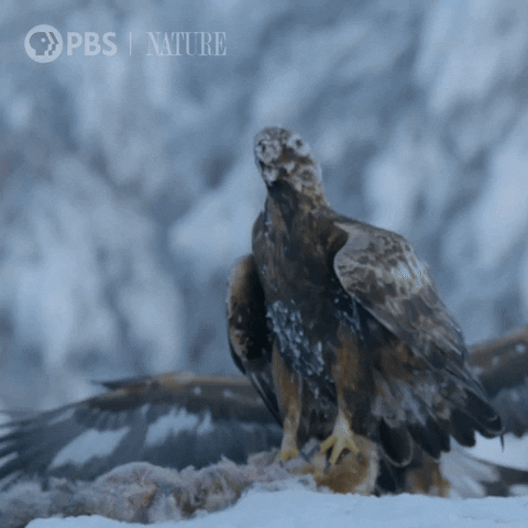 Golden Eagle Fight GIF by Nature on PBS
