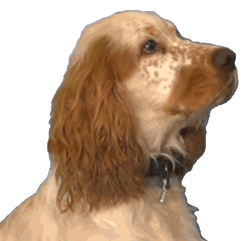 animalis_fr Sticker