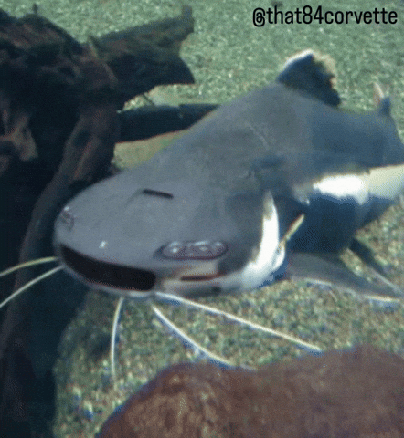 Catfish Camaro GIF