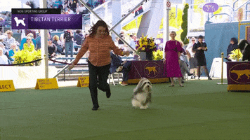 Tibetan Terrier Dogs GIF by Westminster Kennel Club