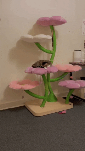 Cat GIF