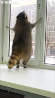 Raccoon Jumps Up and Down