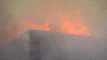 Buffalo GIF