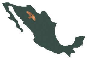 Los Magos Sotol Sticker