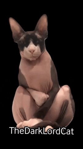 Naked Cat GIFs - Get the best GIF on GIPHY